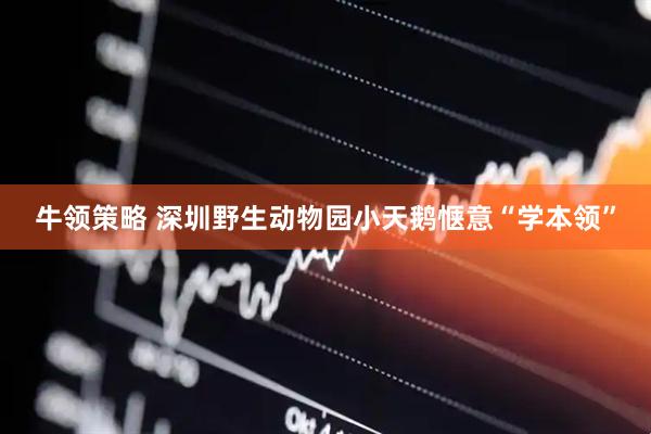 牛领策略 深圳野生动物园小天鹅惬意“学本领”