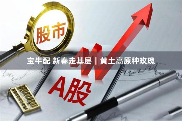 宝牛配 新春走基层｜黄土高原种玫瑰